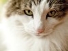 Mitral Insufficiency: A Leading Cause of Heart Failure in Cats