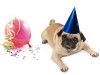New Year's Don'ts For Your Pet