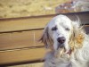 Peripheral Vestibular Disease in Dogs