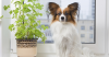 Poisonous Plants and Dogs