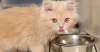 7 Tips and Tricks to Keep Your Growing Kitten Eating Right