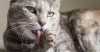 Freak Accident: Can a Cat Live Without a Tongue?