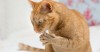 Feline Bartonella: Beyond Cat Scratch Disease