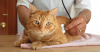 Five Questions to Ask at Your Cat's Next Veterinarian Exam