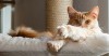 What Are Preventive Care Plans and How Can They Help Your Cat?