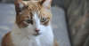 What to Expect from Your Senior Cat’s Checkup