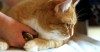 Reducing Cat Stress during Veterinary Visits