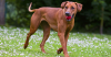 Rhodesian Ridgeback