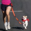 Jack Russell Terrier running with owner