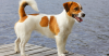 Russell Terrier