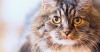 Ten Common Causes of Kidney Disease in Cats