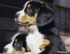 Entlebucher Mountain Dog