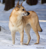 Finnish Spitz