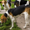 Treeing Walker Coonhound