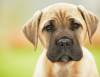 The Top 10 Canine Toxins