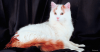 Turkish Van