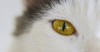 Uveitis in Cats