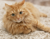 The Vet Files: Why Is My Cat Suddenly Peeing on the Floor?