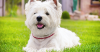 West Highland White Terrier