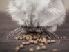 Why Does My Cat Eat so Much (Polyphagia)?