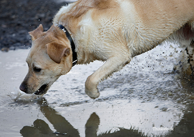 Dog drinking for a muddy puddle