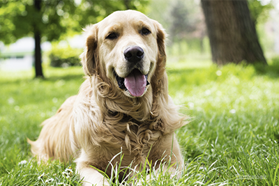 can dogs recover from acute kidney failure