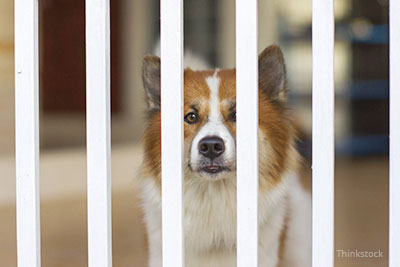 Dog behind a baby gate