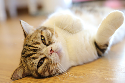 The 3 Most Common Cancers In Cats