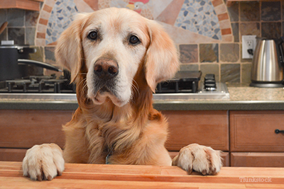 Golden Retriever at the table