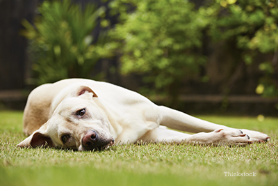 Sad dog laying on the lawn