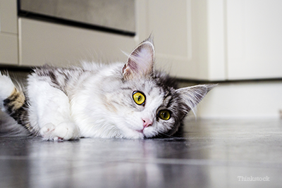 Cat on kitchen floor