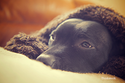 why do dogs like heated blankets