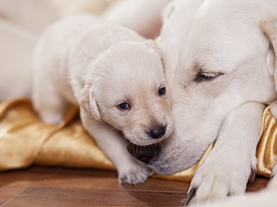 what causes a dog to miscarry