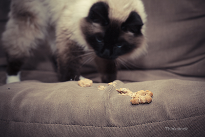 What Causes A Feline Hairball