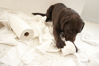 Puppy tearing up paper in the bathroom