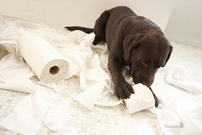 Puppy Behavior and Training - Dealing with Undesirable Behavior