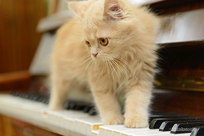 Kitten on piano