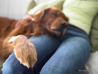 Dog on woman's lap