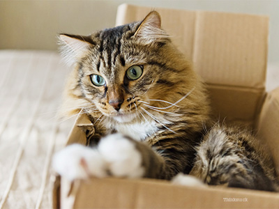 Why do Cats Like Boxes? New Study Offers New Answers