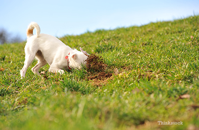 dog digging into dirt