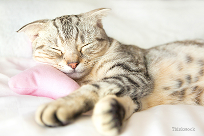 Cat sleeping on pillow