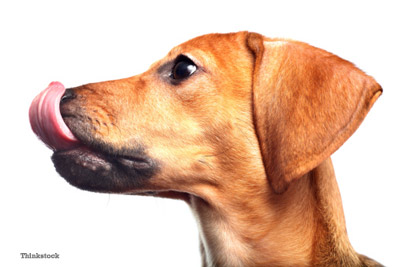 Why do dogs lick their own face so much