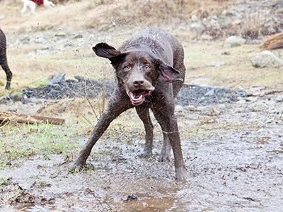 why does my dog stink so bad even after a bath