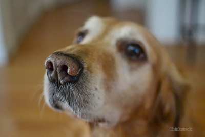 Hyperkeratosis dog nose clearance treatment