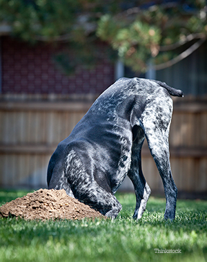 Dog digging hole in the backyard
