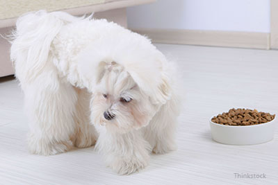 dog breeds that are picky eaters