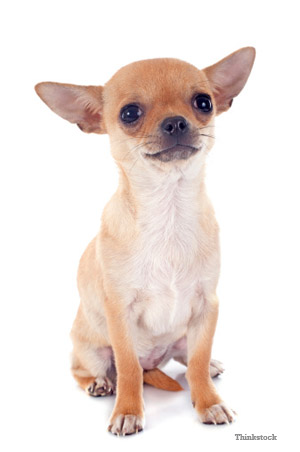 Chihuahua's like this and other small dogs may shake
