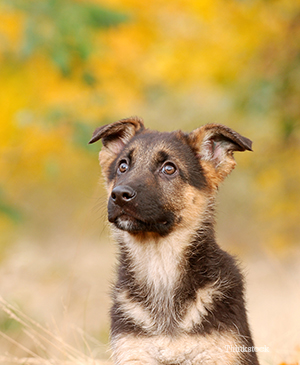 German Shephard dog puppy