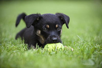 Puppy playing with a ball