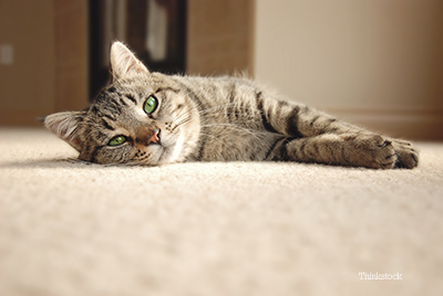 Cat laying on the floor